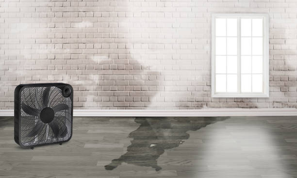 Best Professional water damage repair  in Morgantown, IN